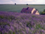 Lavender field