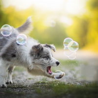 Catching bubbles