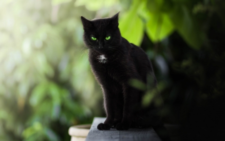 Black cat - cat, eyes, green, animal, pisica, black