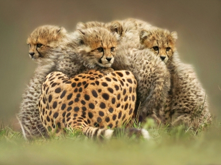 Family of Cheetahs - animal, cheetahs, family, cat