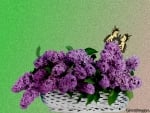 BASKET OF LILACS