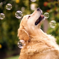 Dog and Bubbles