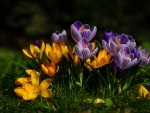 Crocuses