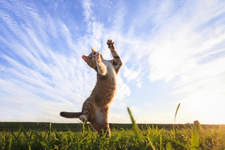 Cute Cat - cute, animals, sky, cat