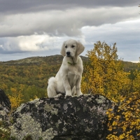 Labrador Retriever on Mountain Rock