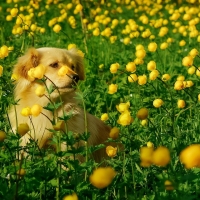 Golden Retriever in Field of Peonies