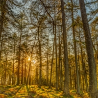 Tall Trees in Sunlit Forest