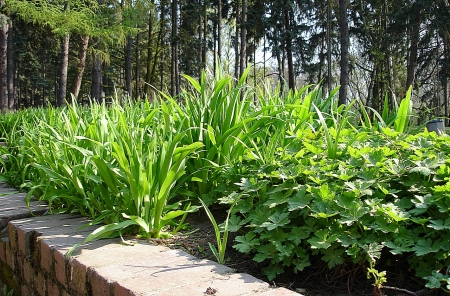 Green spring in a City Garden 