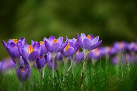 Crocuses - flowers, spring, nature, crocuses