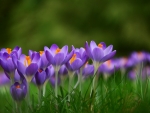 Crocuses