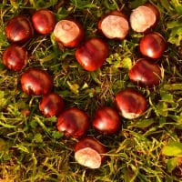 Heart of Conkers