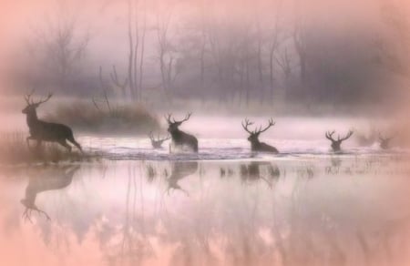 Run Away - Trees, Animals, Water, Run, Fire, Bucks, Fog, Deer