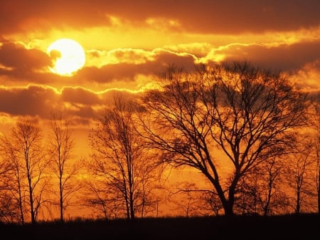 Golden Sun - nature, sky, trees, clouds, sunset, summer