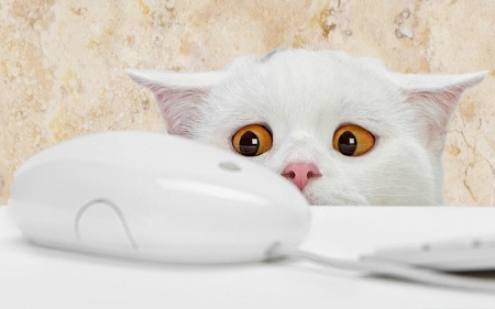 On No!  A Mouse! - white, kitten, Cats, funny, cute, eyes, mouse