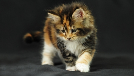 Calico cat - adorable, cat, animal, sweet, wallpaper, cute, kitten