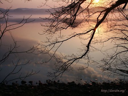 Japanese Sunset - branches, sunset