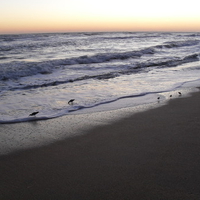 Beach Birds