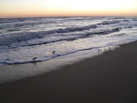 Beach Birds - beach, ocean, sunrise, birds