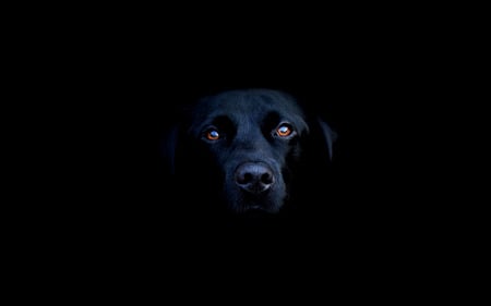 dog - black, dogs