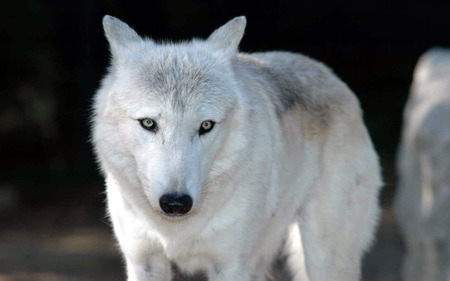 white wolf - beautifull, white