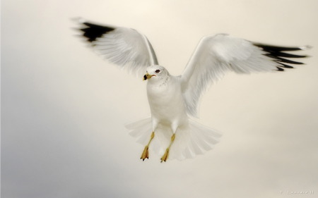 bird - white, bird, beautifull