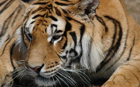 tiger - tiger, beautifull