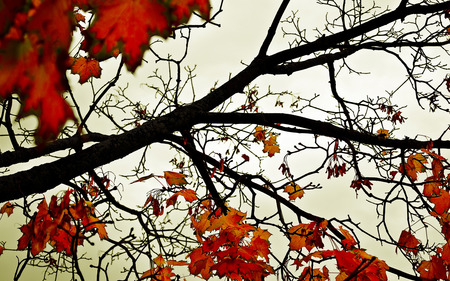 Leafy View - trees, nature, photography, sky, other