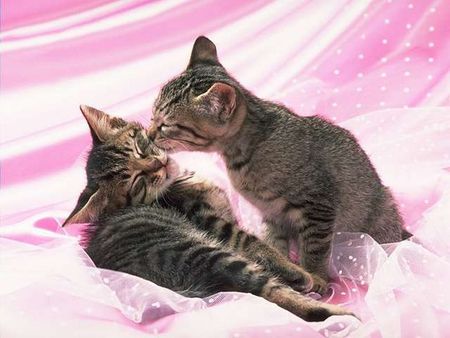 Gimme a Kiss - cats, kittens, love, kisses