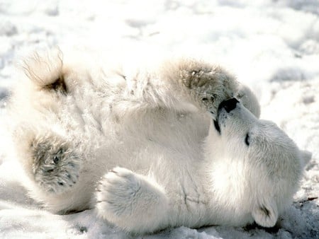 white bear - white, cute, beautifull