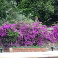 PURPLE FLOWERS