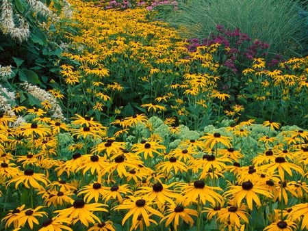 BLACK EYED SUSANS  - black, flowers, susans, eyed