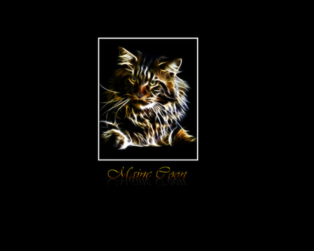 Maine Coon - maine coon, abstract, black, cat