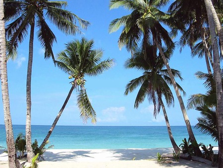 palm trees on the sand 1495  - palmtrees, water, sand, sky