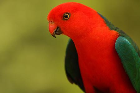 Parrot - animal, bird, parrot