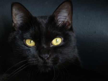 Black cat