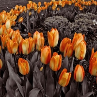 Orange tulips