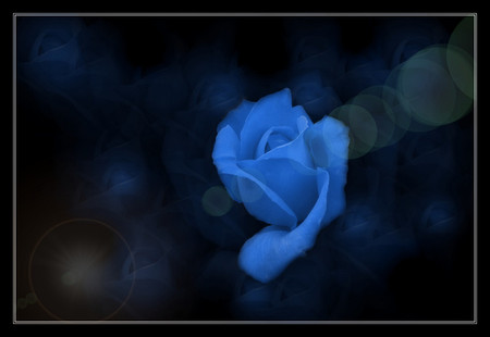 Blue rose - 3d, roses