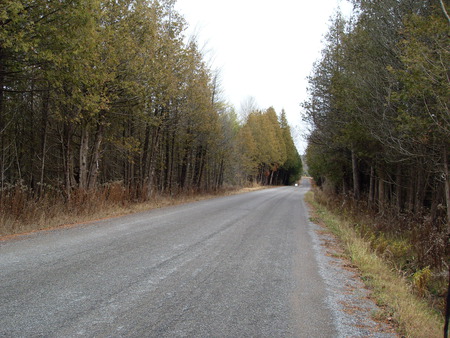 Wide Open Road - nature, trees, scenic, forest, road