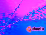 Ubuntu P!nk