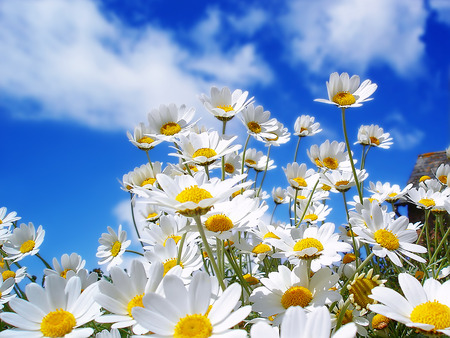 white flowers - white, nature, wallpaper, flowers