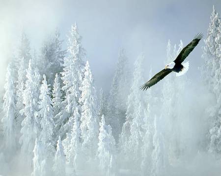 Bald Eagle.and Snowy,Pines - sky, bald eagle, trees, animals, american eagle, black, white, pink light, cold, bird of prey, white head, winter, bird, nature, eagle, snow, blue, flight, shadow