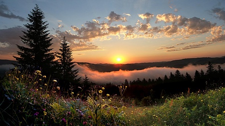 Flower Bloom on Sunset - warm, fragrant, cool, bright