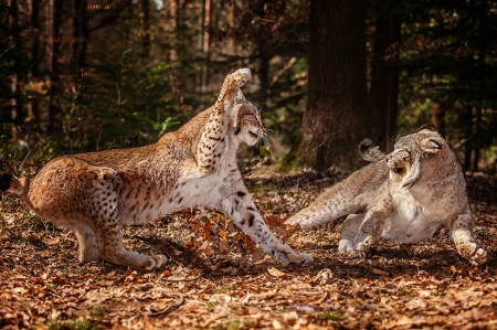 Fighting - animal, pisica, paw, fight, wild cat, forest, lynx