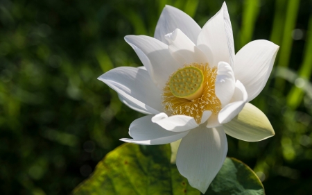 White lotus - white, lotus, yellow, green, summer, flower