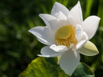 White lotus