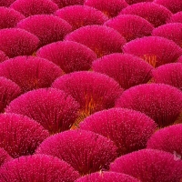 Pink bushes