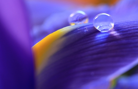 Water drops - skin, water drops, iris, dew, petal, purple, yellow, macro, texture, flower