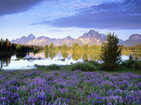 Teton Range in Spring, Wyoming - flowers, trees, nature, lake, spring, forest, mountains