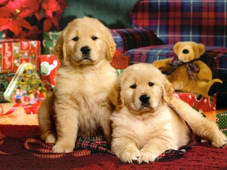 Cute Puppies - golden labs, dog, animal, couple