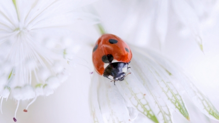 Ladybug on White Flower - summer, blossom, ladybug, white flower, spring, bloom, Firefox Persona theme, bright, floral